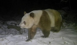 大熊猫视频,大熊猫视频捕捉自然魅力